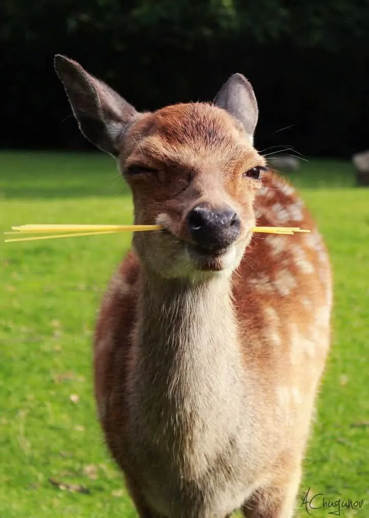 a young deer with brown and white spotted fur stands in a grassy field, winking one eye while holding several yellow…