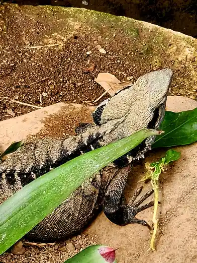 A close-up photo of a large, textured lizard, likely a monitor lizard, resting on dirt and stone with green leaves nearby…