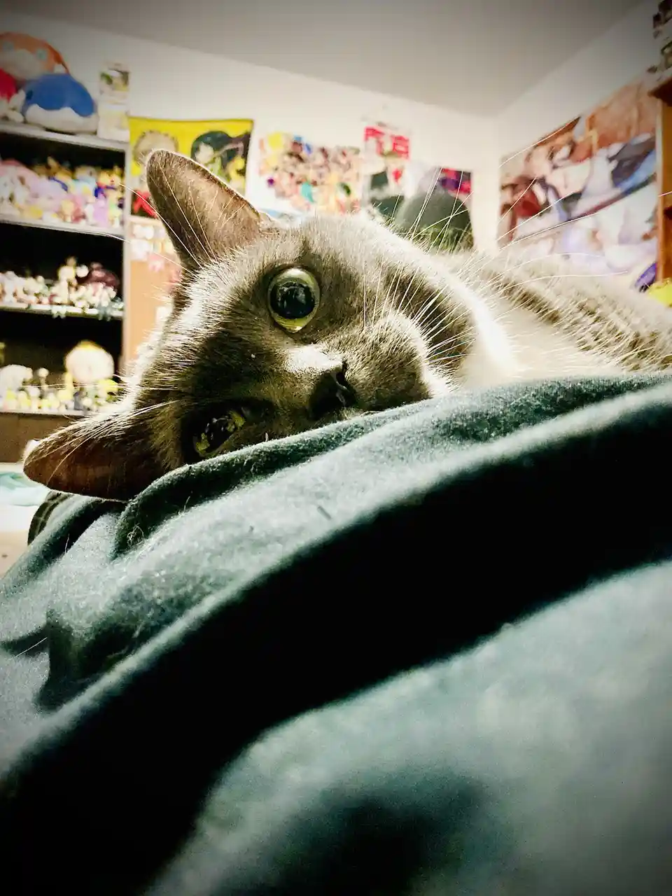 A gray cat with wide, startled eyes peers over a dark green blanket, its mouth slightly open showing teeth in a grimace. The…