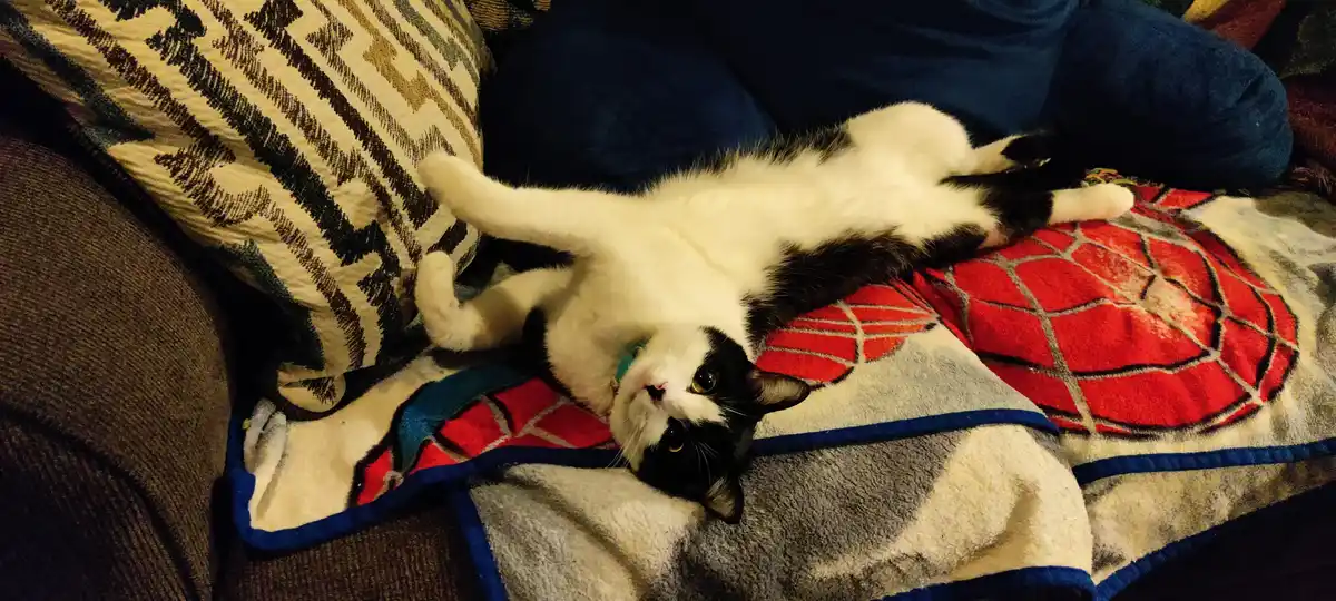 A black-and-white cat lies on its back on a Spider-Man themed blanket, paws up, looking directly at the camera with a…