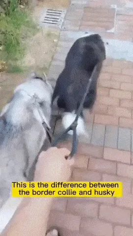 A compilation of five short clips showing a black and white border collie and a light-colored husky walking on a brick path…