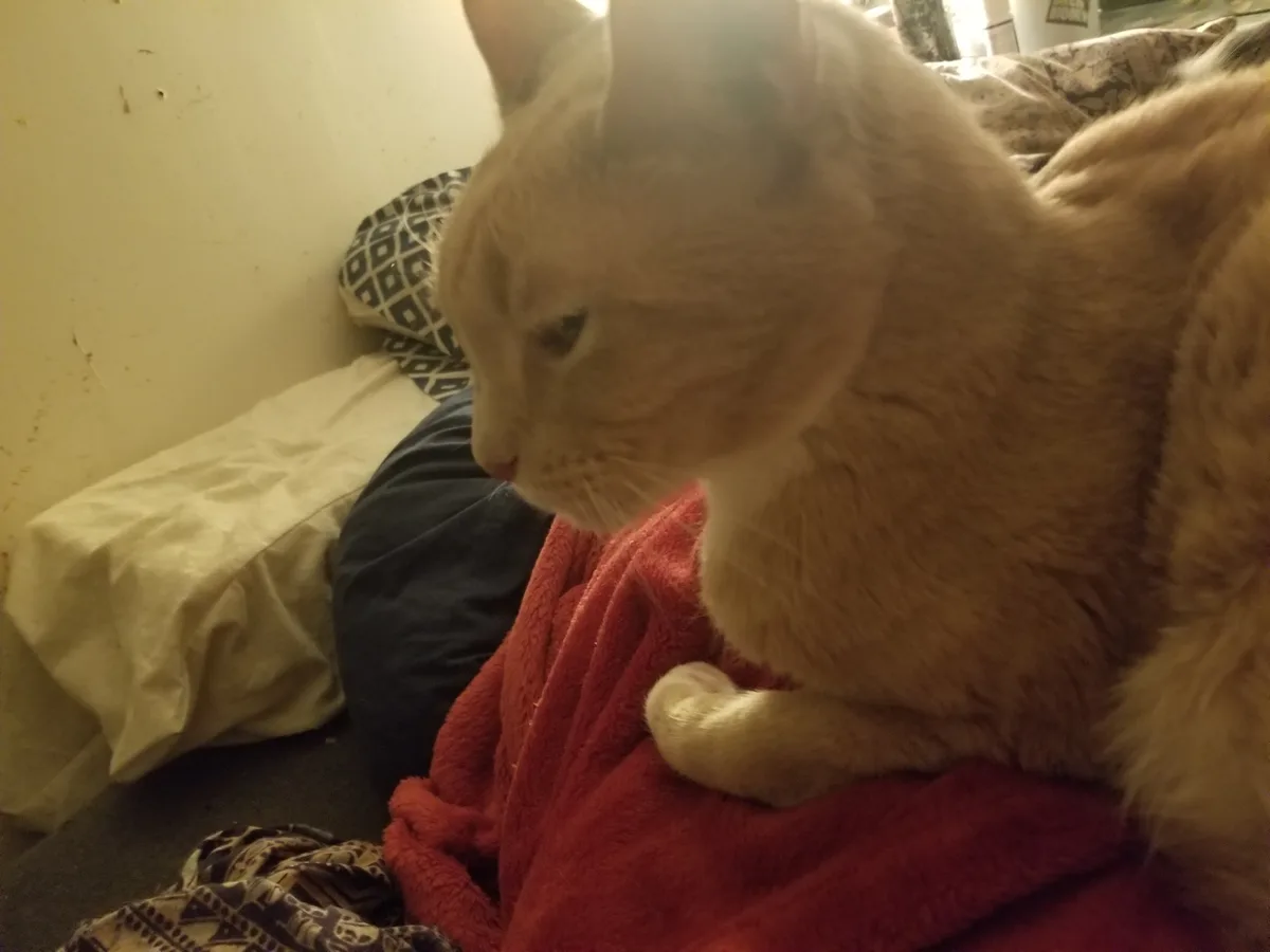 A light orange tabby cat sits on a red blanket, looking down with a sleepy, uninterested expression. The cat is in a dimly…