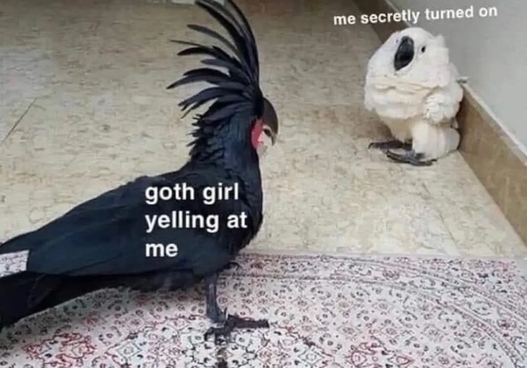 A black cockatoo with its crest raised stands on a patterned rug, labeled 'goth girl yelling at me,' while a white cockatoo…
