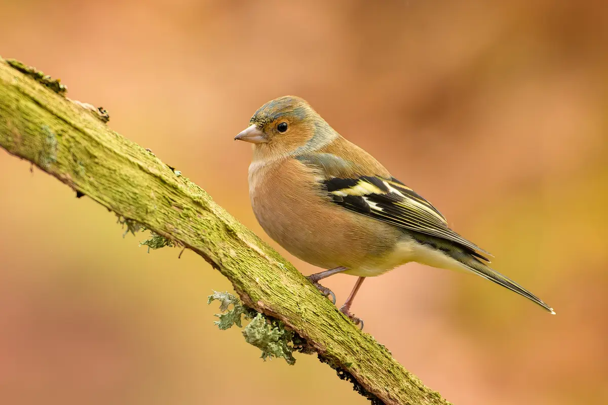 A small, colorful bird with a brown chest, black-and-yellow wings, and a blue-gray head perches on a moss-covered branch…