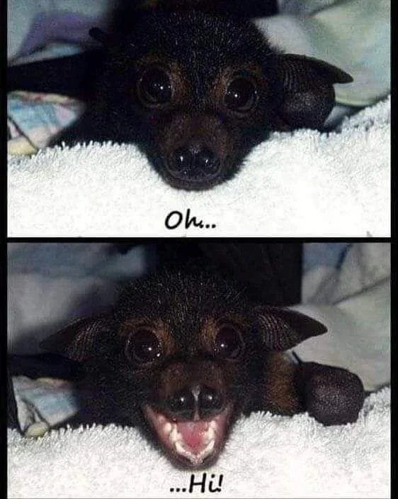 A two-panel meme featuring a small, dark-furred bat with large, round eyes peeking over a white towel. In the top panel, the…