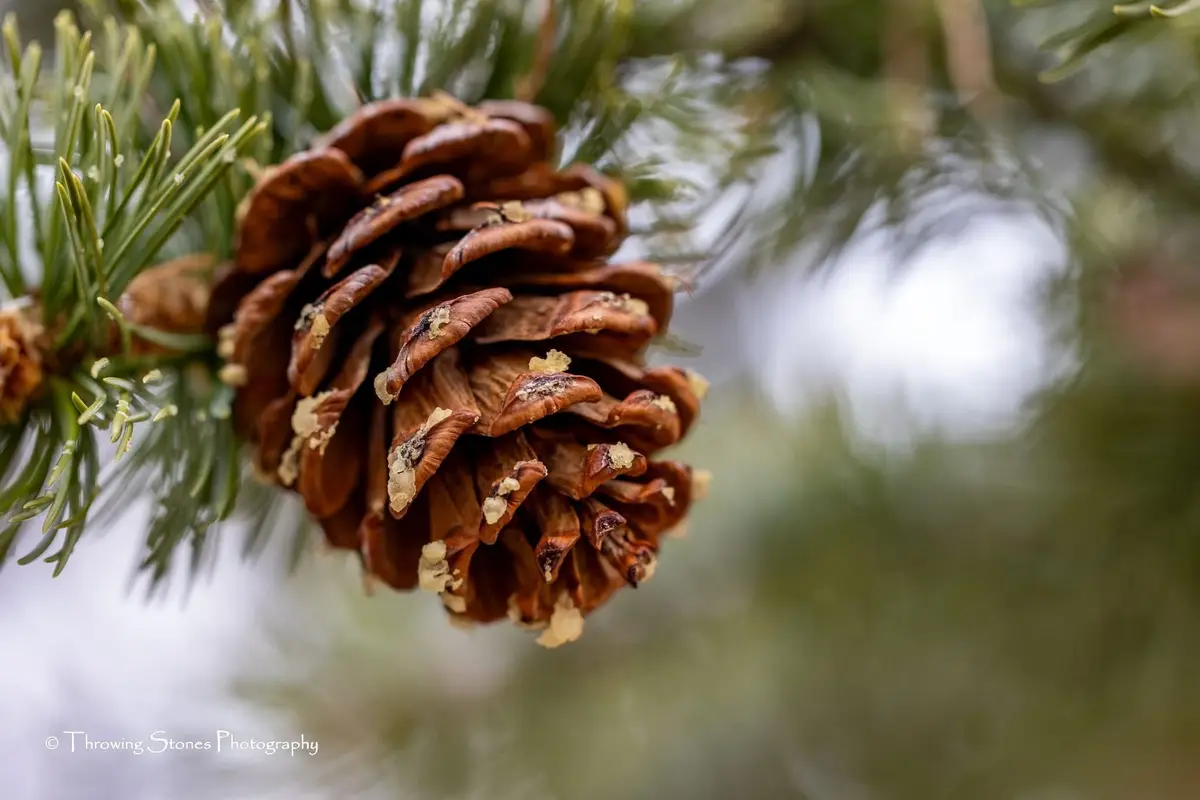 A close-up photograph of a brown pine cone hanging from a branch with green pine needles, with small pine nut fragments…