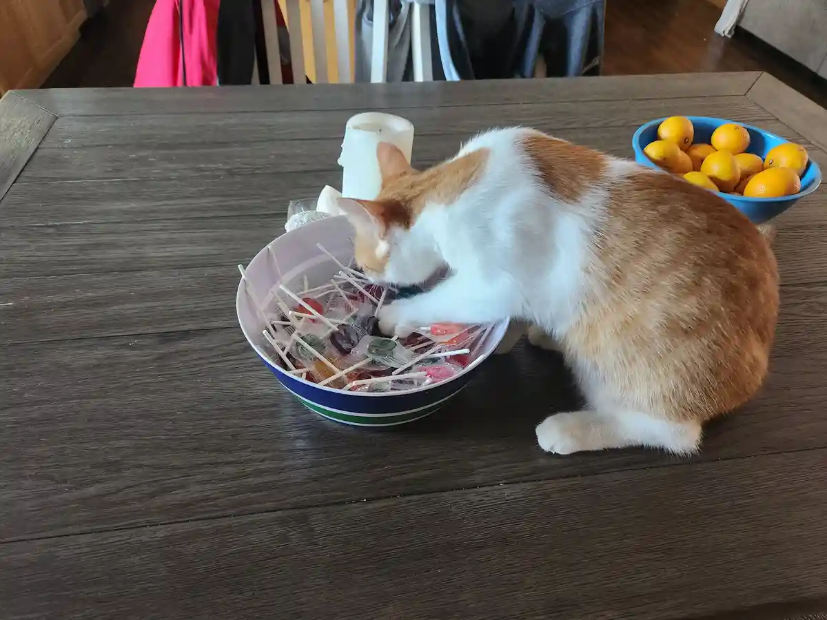 An orange and white cat is sitting on a dark wooden table, leaning into a bowl filled with lollipops and licking them. Next…