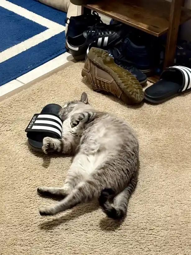 A gray tabby cat is sleeping on its back on a beige carpet, with its head resting inside a black Adidas slide sandal. In the…
