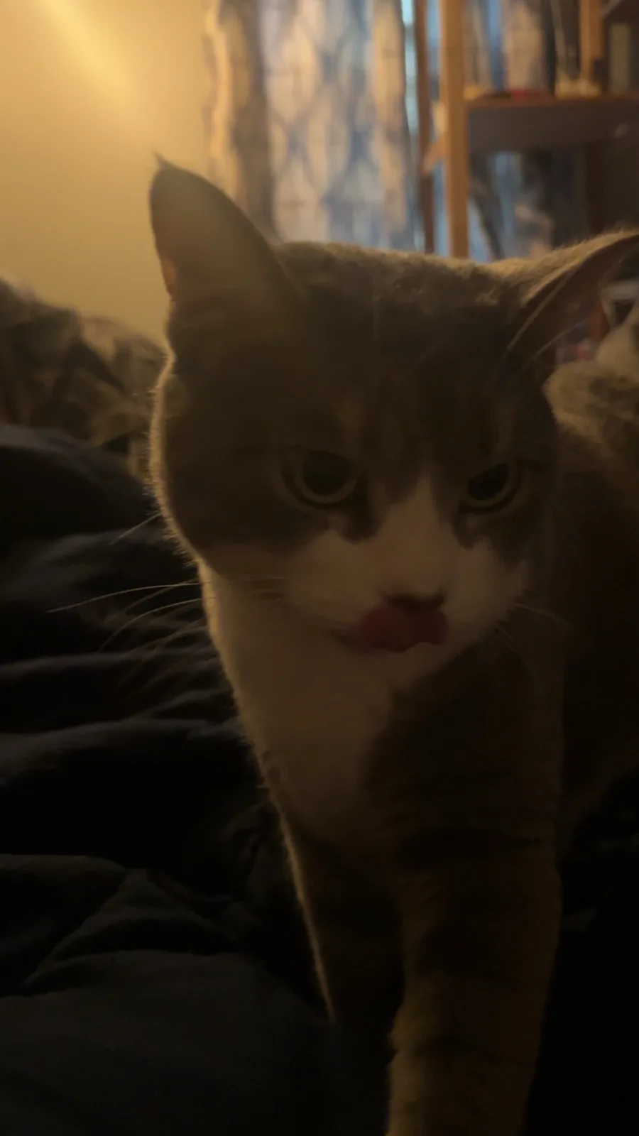 A close-up photo of a brown and white cat in a dimly lit room, looking directly at the camera with its pink tongue sticking…