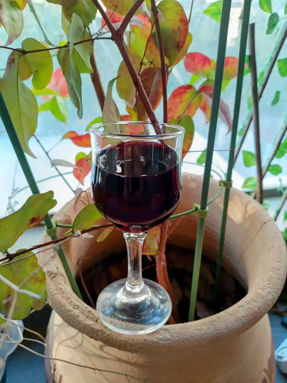 A clear wine glass filled with dark red liquid sits inside a large terracotta plant pot, surrounded by green and reddish…