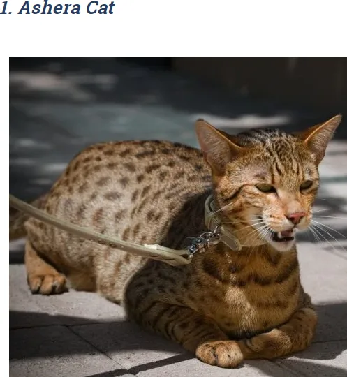 A spotted Ashera cat lies on a paved surface, wearing a light-colored leash and collar, with its mouth slightly open and…