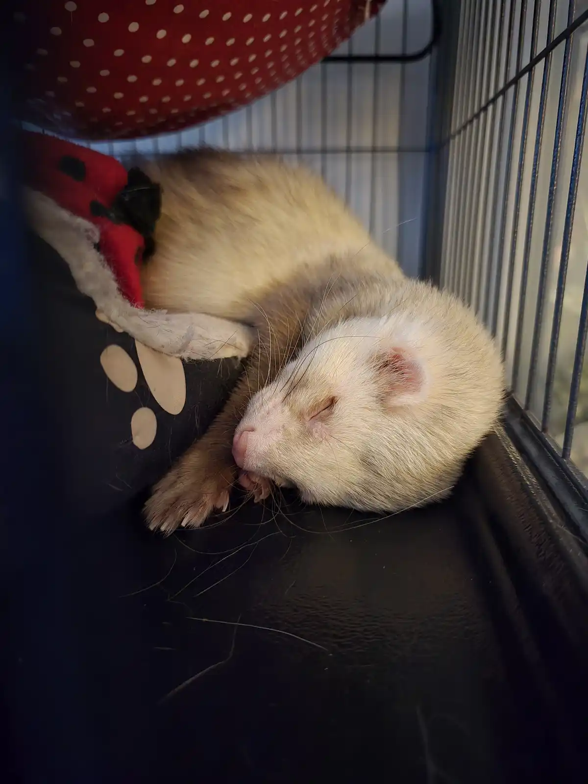 A light-colored ferret is curled up and sleeping soundly inside a cage, resting its head on a black pillow with tan paw…
