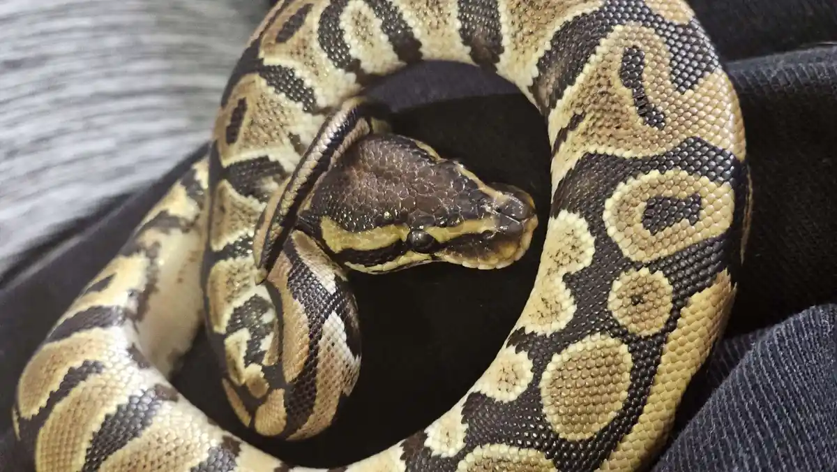 A close-up photo of a large, coiled snake with tan and black patterned scales resting on dark fabric. The snake's head is…