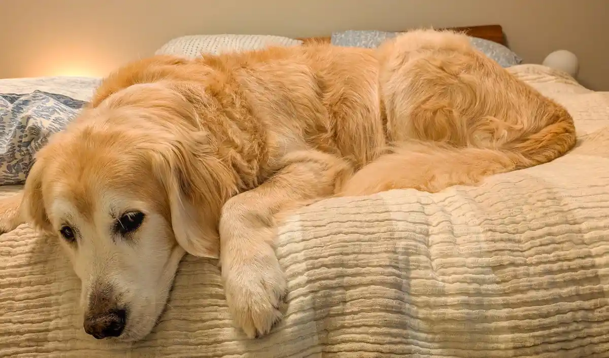 A golden retriever with a tired, droopy-eyed expression lies sprawled across a textured beige bedspread, its head resting on…