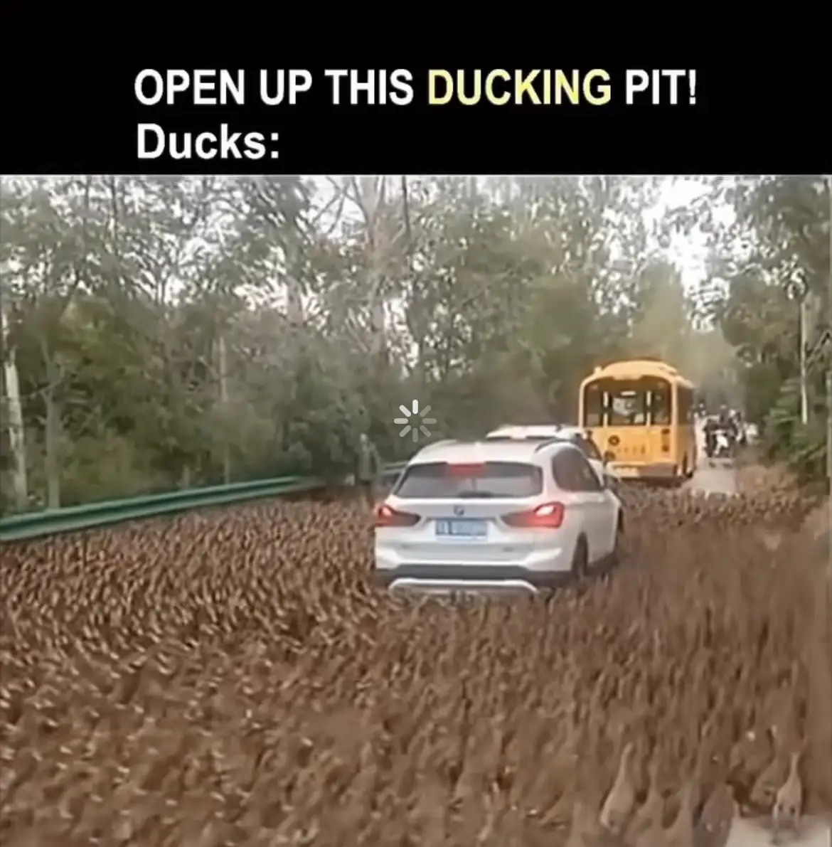 A white car and a yellow school bus are driving down a road that is completely covered by a massive flock of ducks. The…
