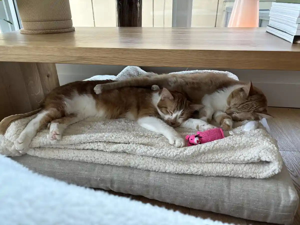 Two orange and white cats are curled up and sleeping soundly on a soft, fluffy blanket placed under a wooden table. One cat…