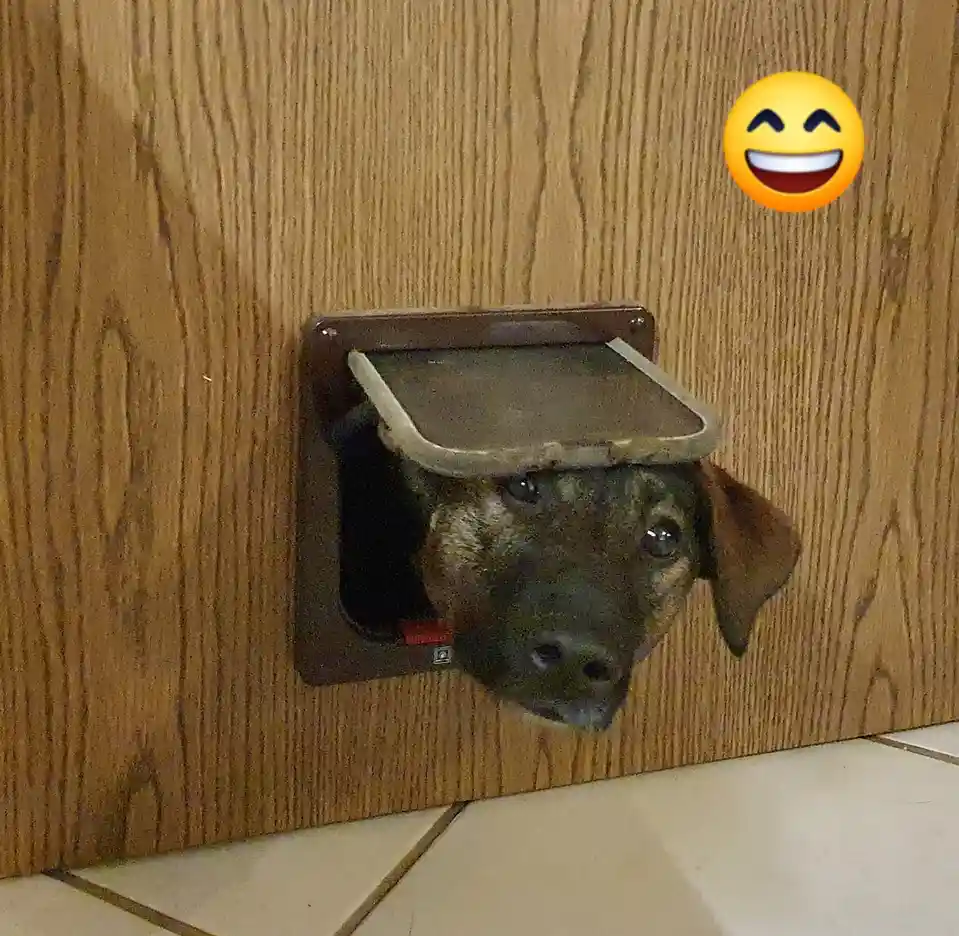 A dog's head is stuck through a pet door in a wooden wall, with its face partially obscured by the door's flap. A laughing…