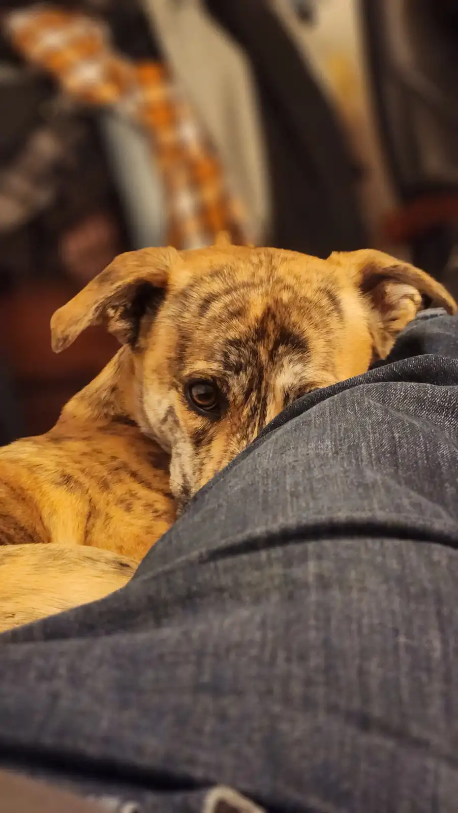 A brindle-coated dog with floppy ears rests its head on a person's denim-clad leg, looking up with a tired, soulful…