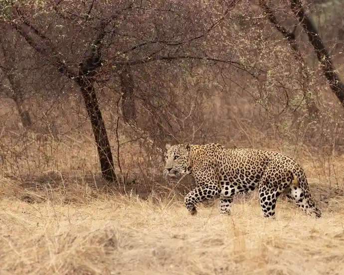 A leopard with a spotted coat walks through dry, golden grass under sparse trees. The overlaid text reads 'i'm not lazy, i'm…