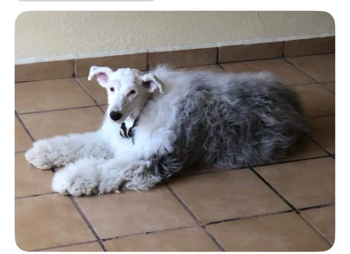 a fluffy white and gray dog with long, shaggy fur lies sprawled on a tiled floor, looking directly at the camera with a…