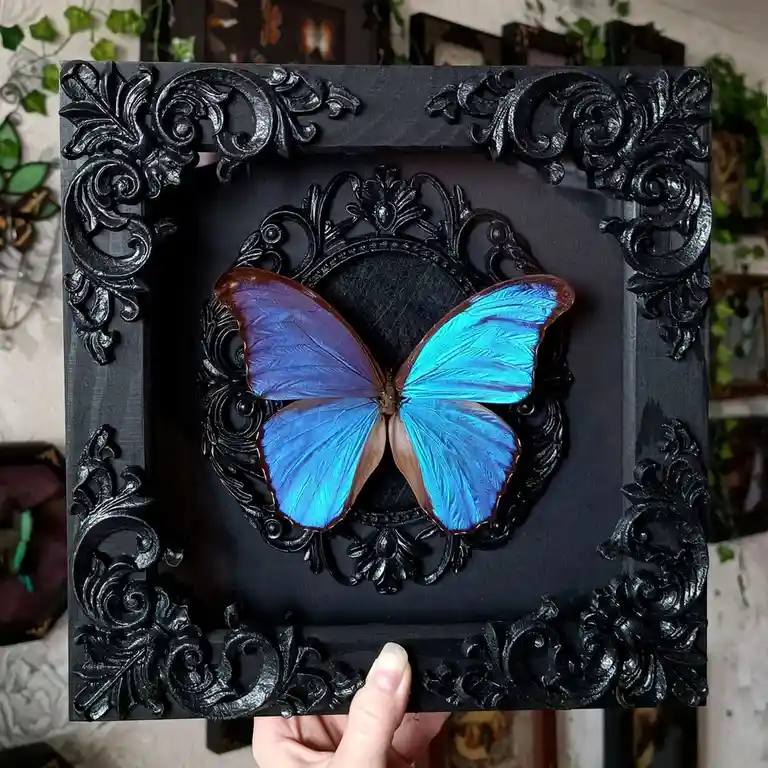 A person holds a square, ornate black frame with intricate scrollwork, inside which a large, vibrant blue morpho butterfly…
