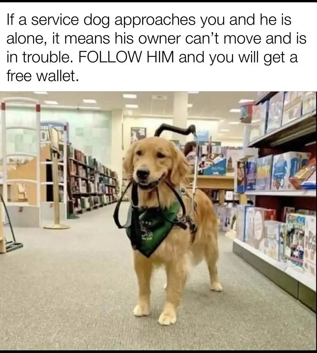 A golden retriever service dog wearing a green vest and harness stands in a bookstore aisle, looking directly at the camera…