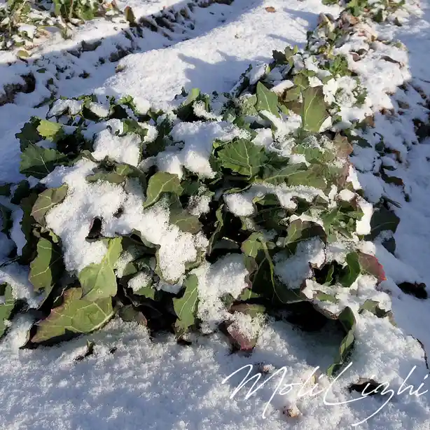 A close-up photo shows green, leafy plants partially covered in fresh white snow, with sunlight casting shadows on the snowy…