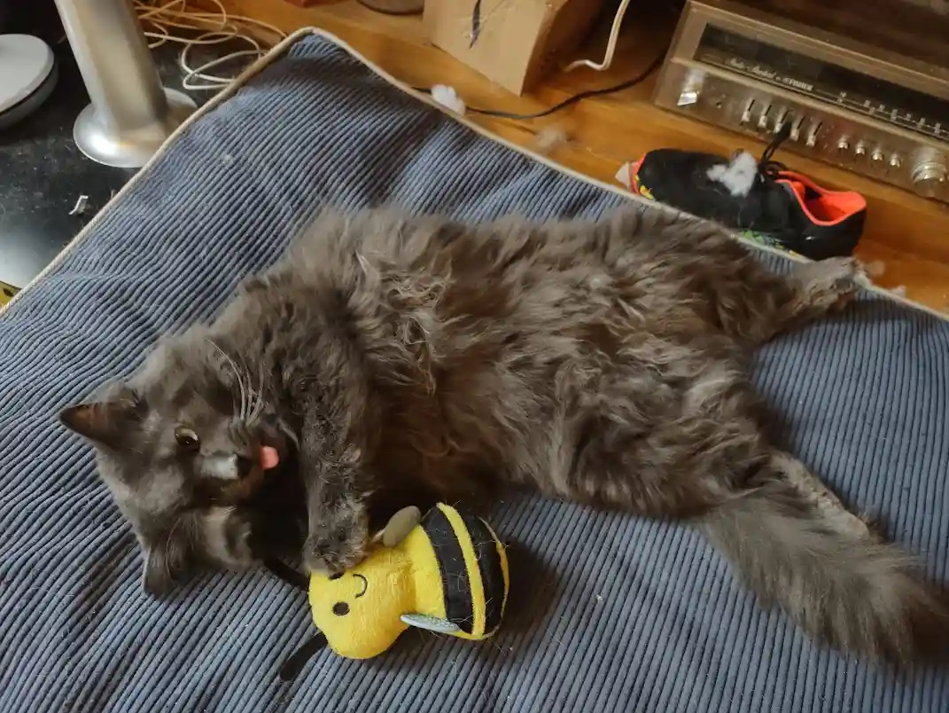 A fluffy gray cat lies on its back on a blue corduroy mat, playfully biting a yellow plush bee toy. The cat's tongue is…
