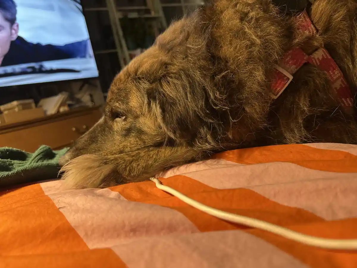 A brown, curly-haired dog with a red patterned collar is resting its head on an orange and white striped blanket, appearing…