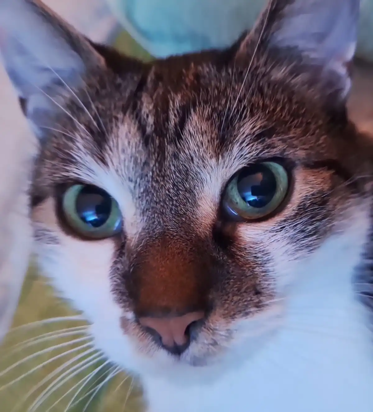 A close-up photo of a tabby and white cat with large, wide green eyes staring directly at the camera, conveying a look of…