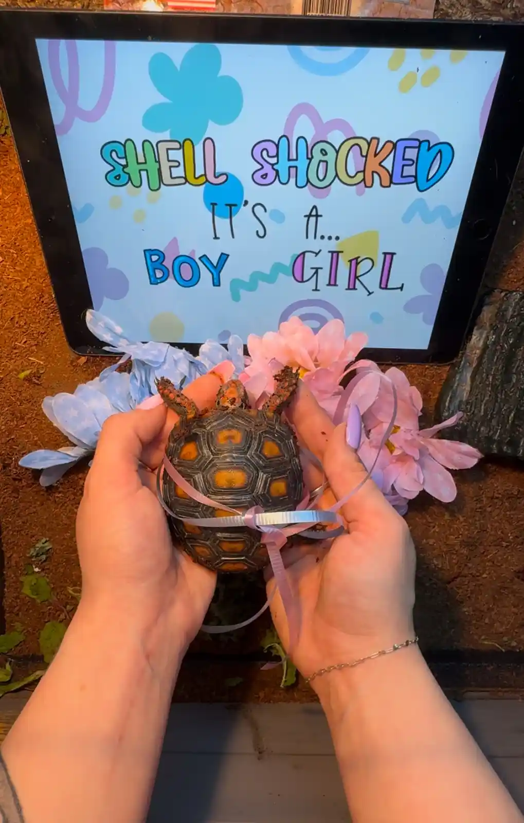 A person holds a small tortoise with a pink ribbon tied around its shell, surrounded by pink and blue decorative flowers…