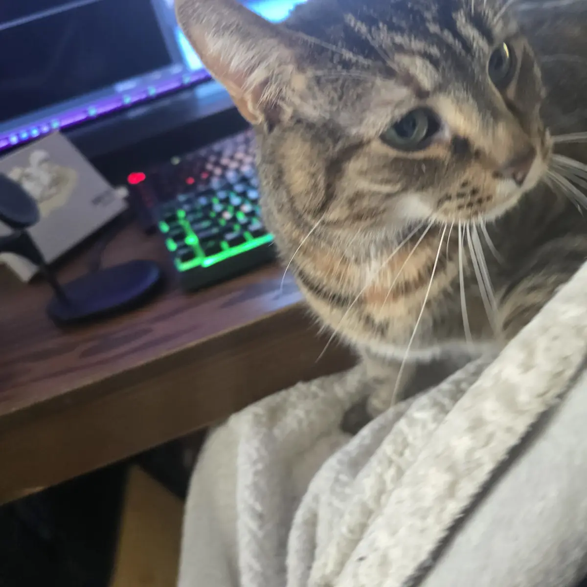 A close-up of a tabby cat with green eyes looking off to the side, sitting on a fluffy white blanket next to a desk with a…