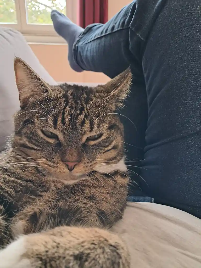 Celebrating Caturday with Joy!