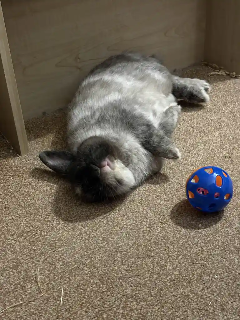A gray and white rabbit lies on its back on a beige carpet, appearing to be sleeping or resting, with a blue and orange…