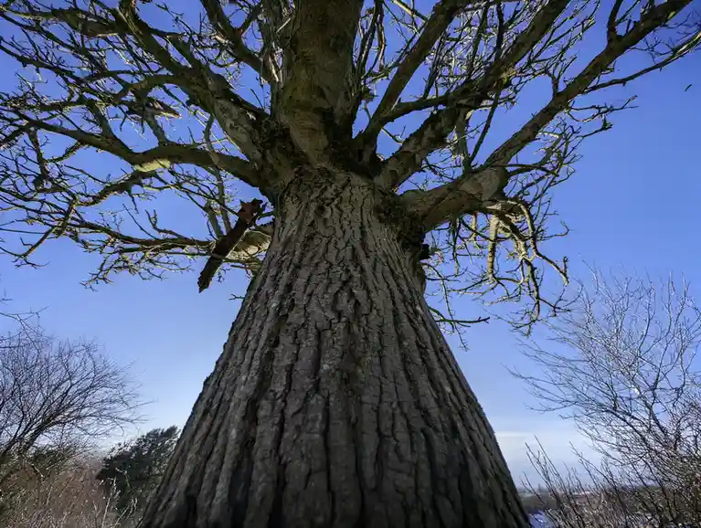 A low-angle photo shows the massive, leafless trunk and sprawling branches of a large tree against a clear blue sky, with…