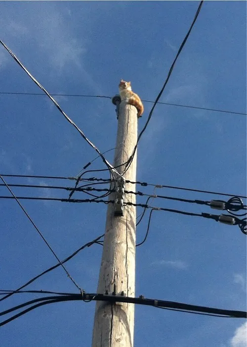 A ginger cat sits atop a tall wooden utility pole against a clear blue sky, surrounded by crisscrossing power lines. The cat…