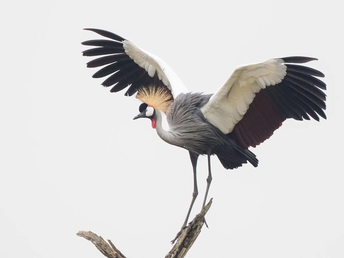 A grey crowned crane stands on a bare branch with wings spread wide, showcasing black, white, and reddish-brown feathers…