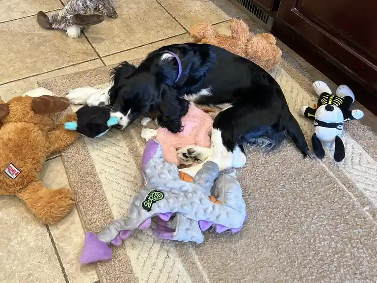 A black and white dog is sleeping on a rug surrounded by numerous dog toys, including a Kong, a purple dragon toy, and a…