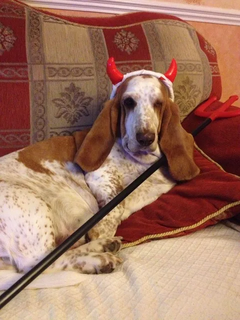 a basset hound with long floppy ears and a white coat with brown spots lies on a red patterned couch, looking unimpressed…