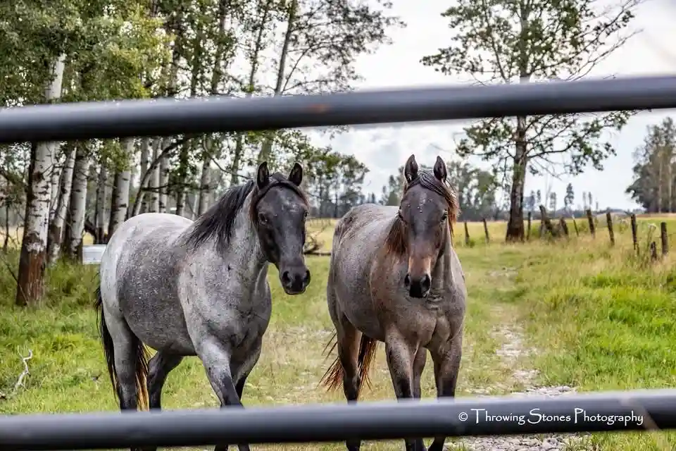 Majestic Horses in All Their Glory