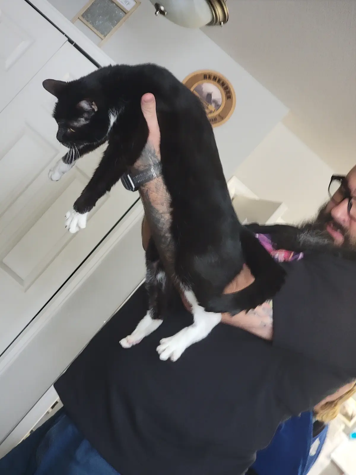 A man with a tattooed arm and glasses is holding a black-and-white cat vertically, with the cat's body stretched out and its…