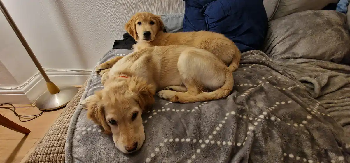 Two golden retrievers are resting on a grey polka-dot blanket on a couch; one is lying down with its head on the blanket…