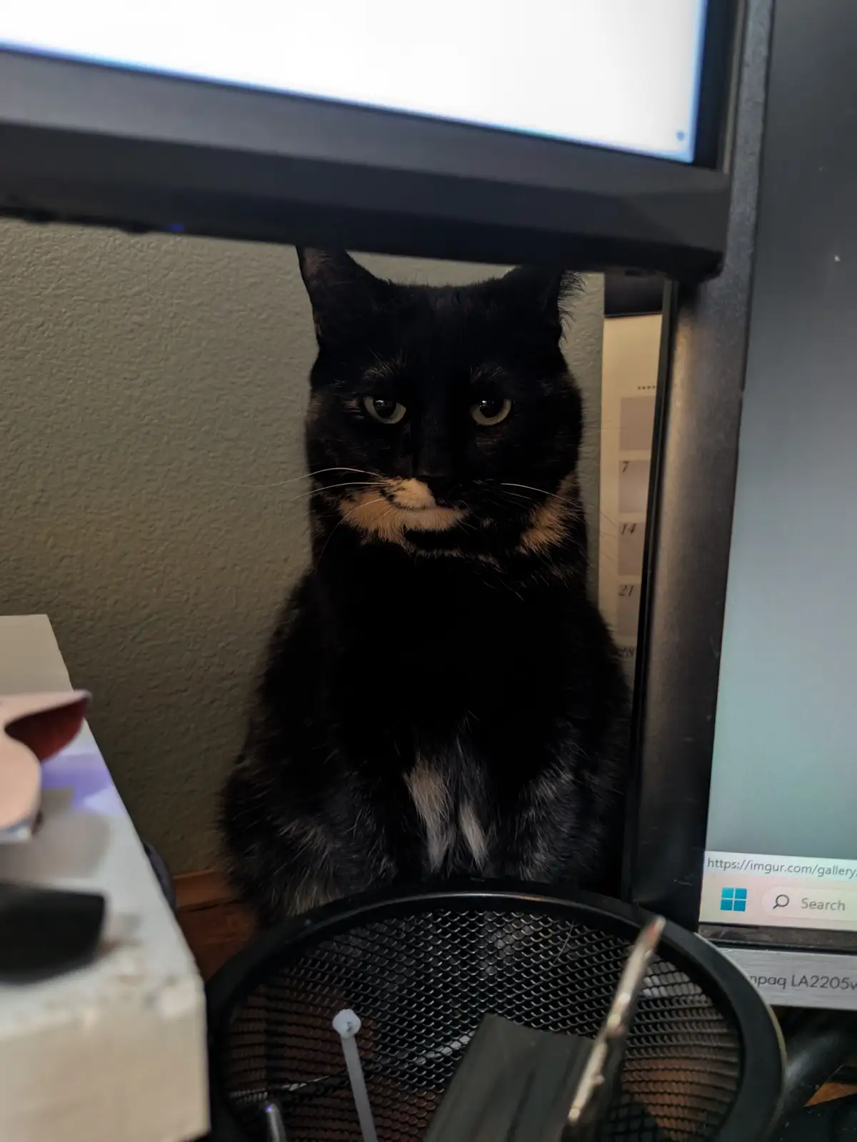The Adorable Smudge Strikes Again