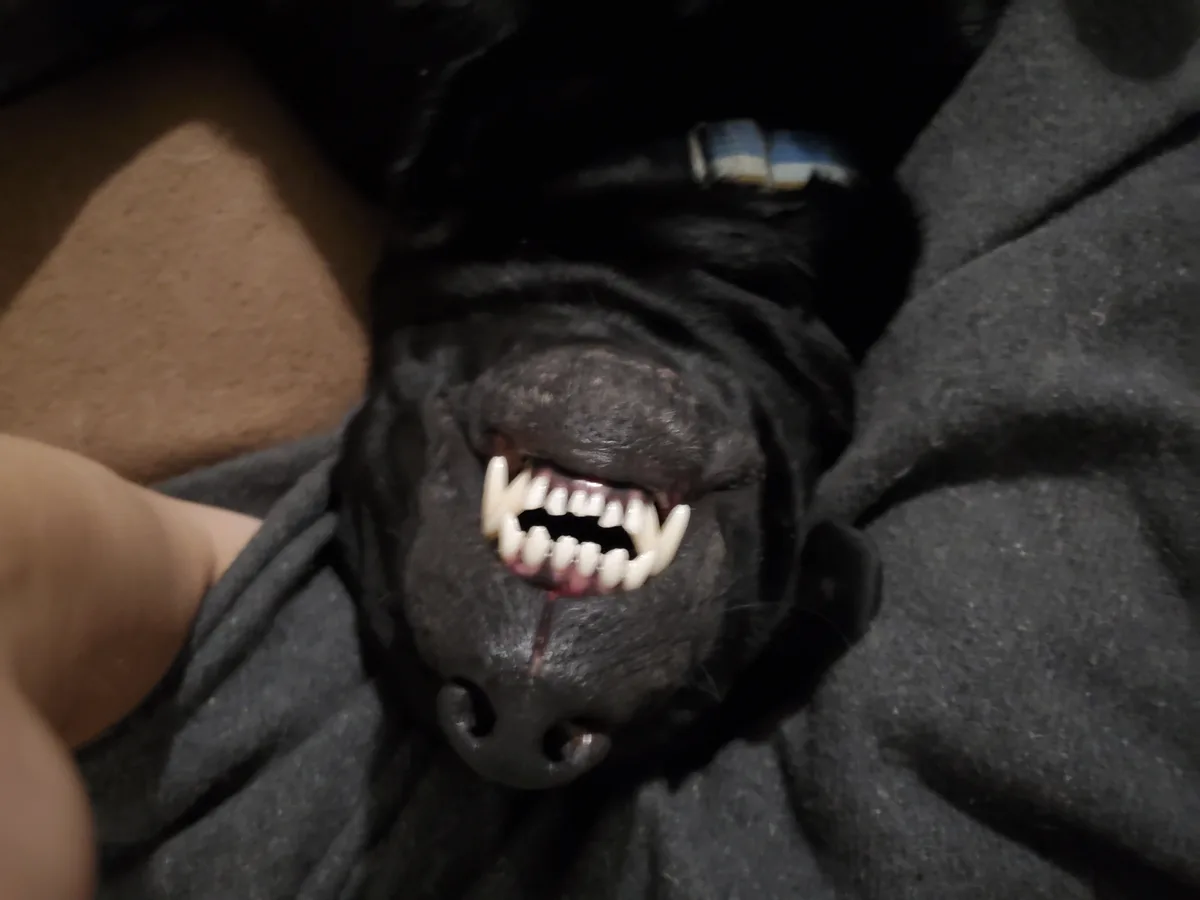 A close-up photo shows a black dog lying on its back on a dark gray blanket, with its mouth open in a wide, toothy grin that…