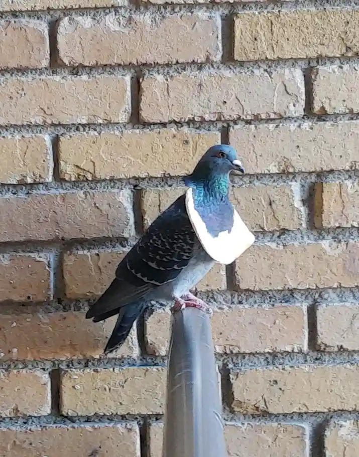 A pigeon perched on a metal pole against a brick wall has a white sandwich visibly stuck to its chest. The overlaid text…
