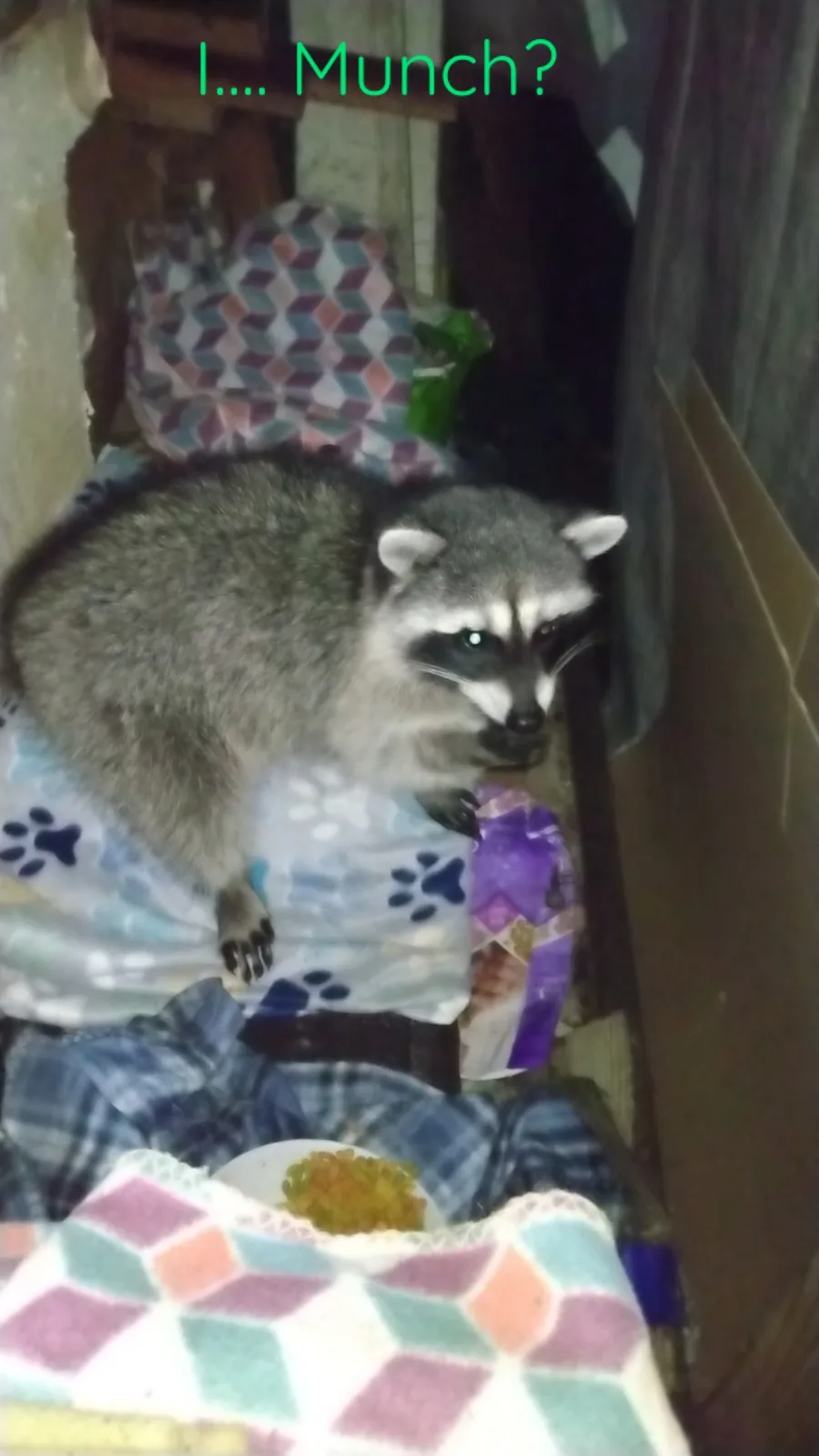 A raccoon with a surprised or confused expression sits on a blanket with paw prints, looking down at a plate of food in…