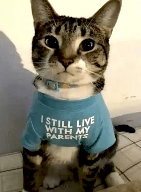 A tabby cat wearing a light blue t-shirt with the text 'I STILL LIVE WITH MY PARENTS' printed on it, sitting on a tiled…