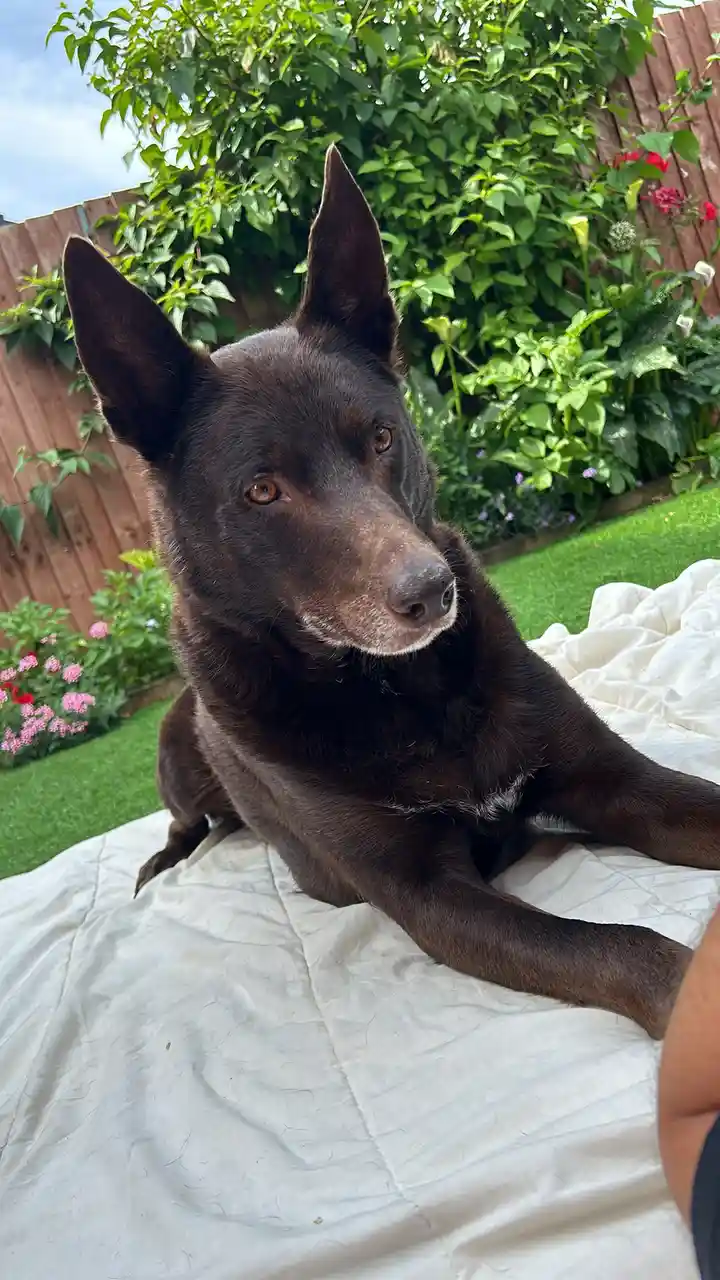 A dark brown dog with pointed ears and a white muzzle is lying on a white blanket outdoors in a garden with green foliage…