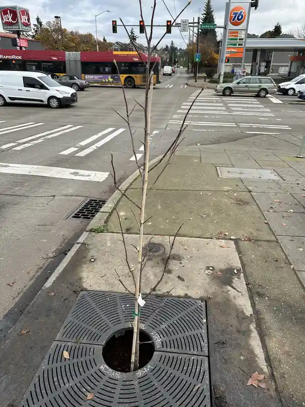 A small, bare tree is planted in a circular hole cut into a black metal manhole cover on a sidewalk, with a street, traffic…