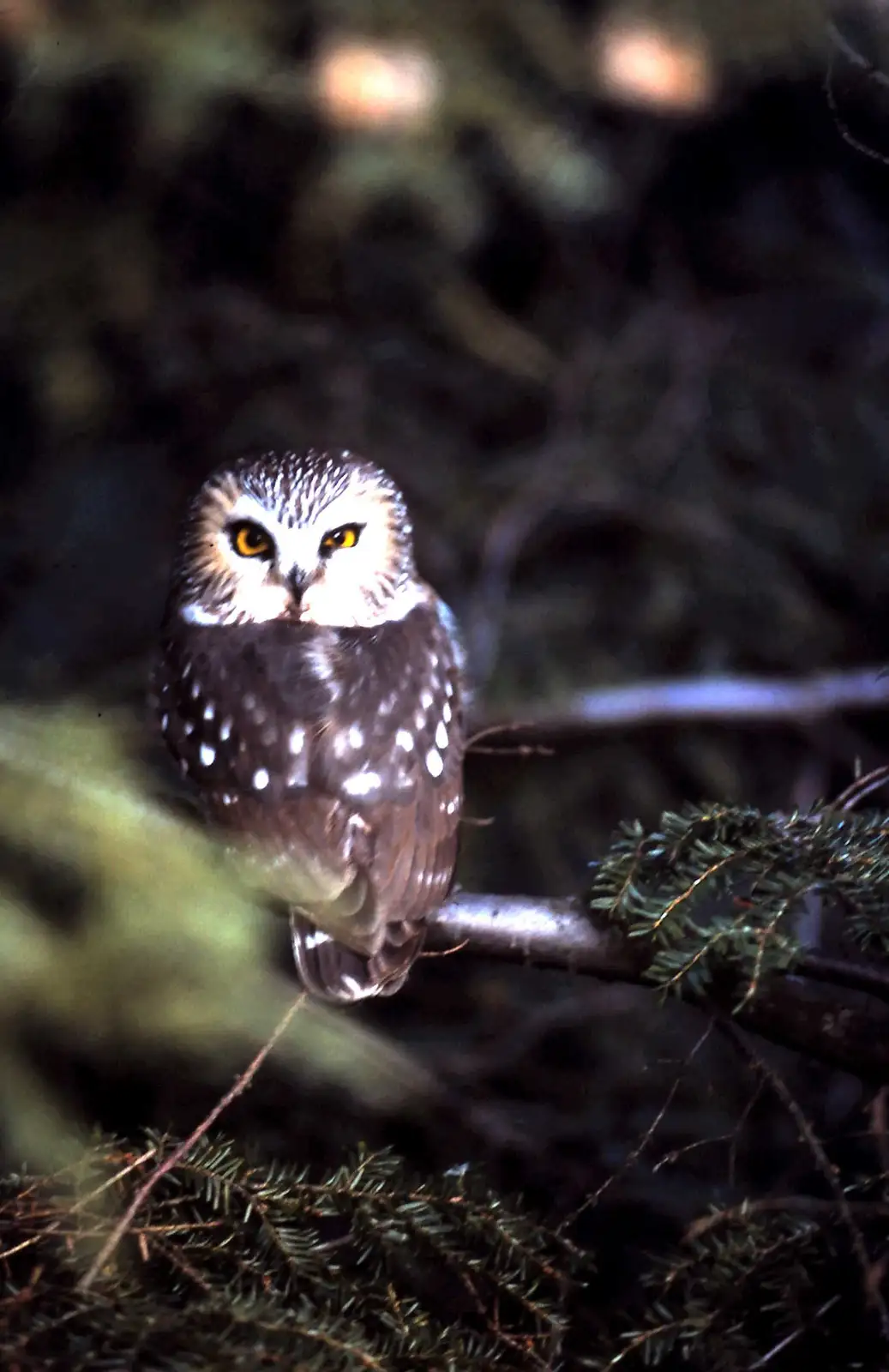A close-up photograph shows a small owl with bright yellow eyes and a white facial disc perched on a tree branch in a dark…